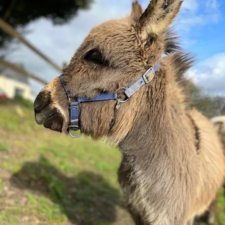 Madelaine Ranch, Nouvelle Piscine 2025