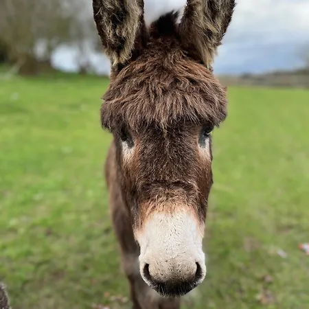 Madelaine Ranch, Nouvelle Piscine 2025 Feriehus *