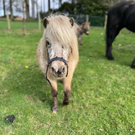 Madelaine Ranch, Nouvelle Piscine 2025 Feriehus *