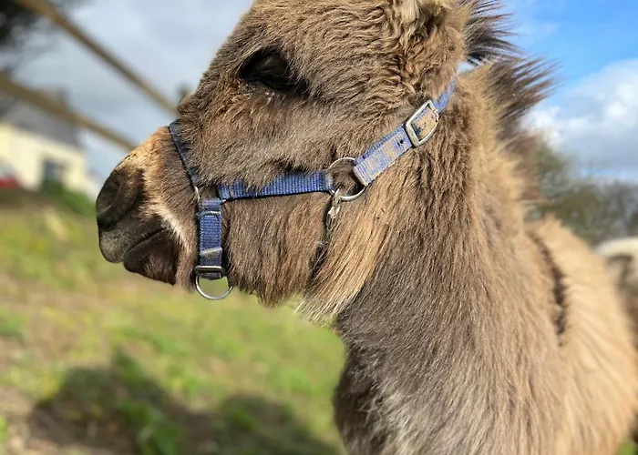 Madelaine Ranch, Nouvelle Piscine 2025