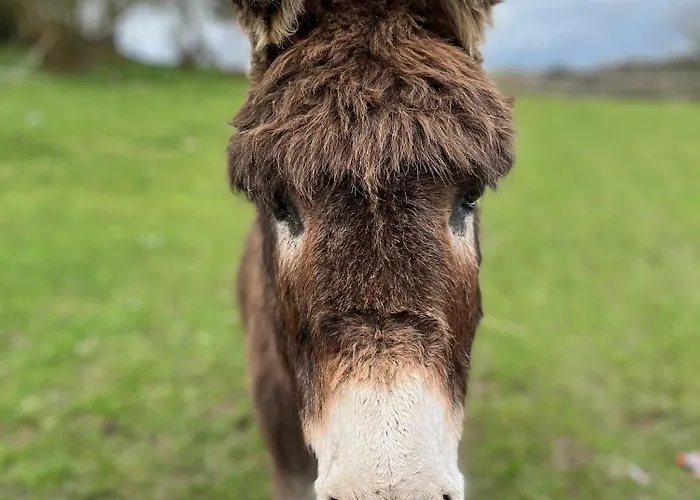 Madelaine Ranch, Nouvelle Piscine 2025 Tatil Evi *