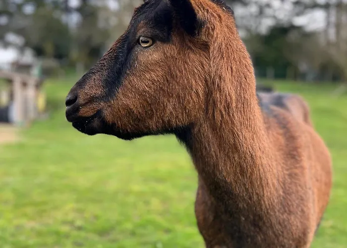Madelaine Ranch, Nouvelle Piscine 2025 *