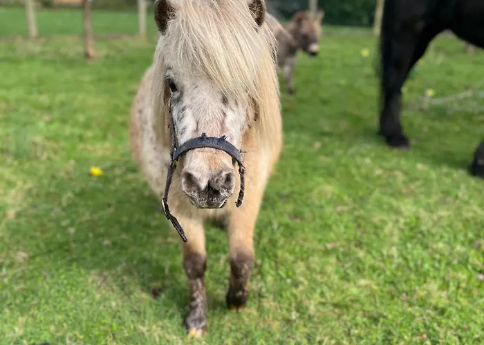Madelaine Ranch, Nouvelle Piscine 2025 Tatil Evi *
