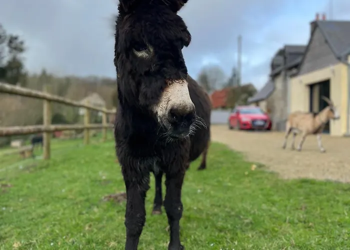 Madelaine Ranch, Nouvelle Piscine 2025